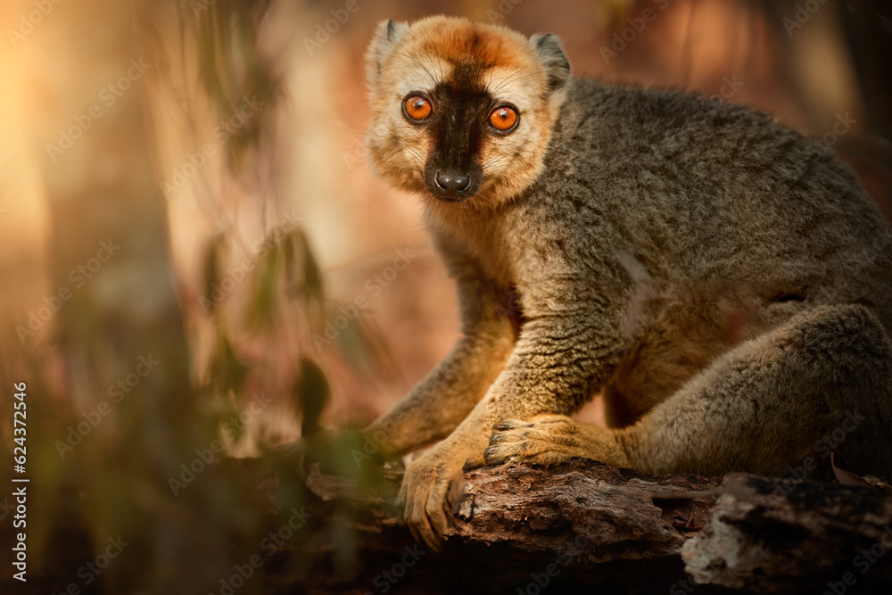 Wall mural Madagascar wildlife theme: portrait of wild Red-fronted brown lemur, Eulemur rufifrons in natural environment of dry forest of Kirindy, Madagascar. Golden hour, orange eyes contact, close up wildlife.