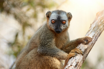 Madagascar wildlife theme: portrait of wild Red-fronted brown lemur, Eulemur rufifrons in natural environment of dry forest of Kirindy, Madagascar. Golden hour, orange eyes contact, close up wildlife. © Martin Mecnarowski