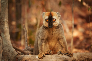 Madagascar wildlife theme: portrait of wild Red-fronted brown lemur, Eulemur rufifrons in natural environment of dry forest of Kirindy, Madagascar. Golden hour, orange eyes contact, close up wildlife.