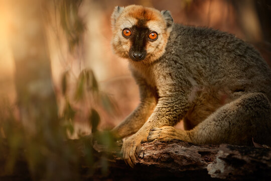 Madagascar wildlife theme: portrait of wild Red-fronted brown lemur, Eulemur rufifrons in natural environment of dry forest of Kirindy, Madagascar. Golden hour, orange eyes contact, close up wildlife.