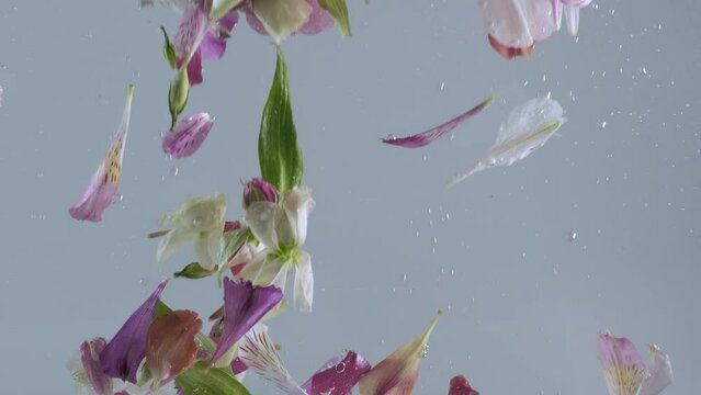 Underwater Beauty: Floral Petals Floating in Water. Concept on nature background. Bubbles and Blooms, Slow motion flowers in a water. Underwater floral petals in motion, creative background
