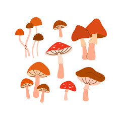 Plakat Set of various mushrooms illustration isolated.