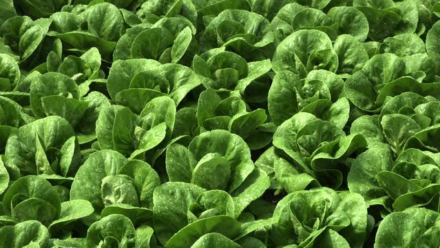 Watering spraying above green lettuce salad in the greenhouse. Watering Romaine lettuce, drops of water fall on lettuce leaves. Vegetable organic farm. Agriculture organic concept