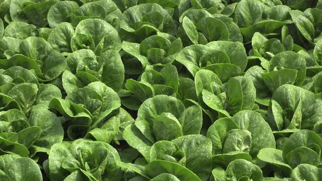 Watering spraying above green lettuce salad in the greenhouse. Watering Romaine lettuce, drops of water fall on lettuce leaves. Vegetable organic farm. Agriculture organic concept