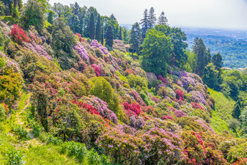The rhododendron hill in the park of Burcina "Felice Piacenza", province of Biella, Piedmont, Italy