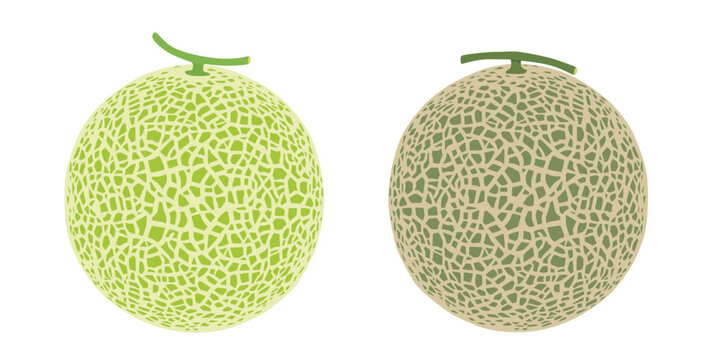 Cantaloupe melon, fruit vector illustration 10