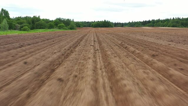 rows of freshly planted potatoes, the drone flies fast over the arable land