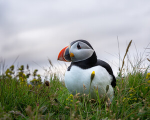 atlantic puffin or common puffin