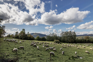 Obraz premium Sheep herd near Terchova, Mala Fatra, Slovakia
