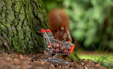 Foto auf Glas European red squirrel is collecting hazelnuts in a shopping trolley. © Fokussiert