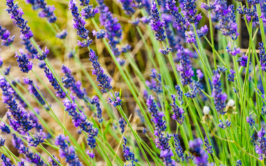 Lavender flowers in bloom