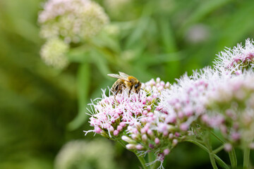 Bee and flower. Close up of a large striped bee collects pollen on a white, pink flower. Macro horizontal photography. Summer and spring backgrounds