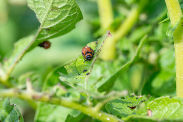 Colorado bugs eating potatoes.