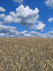 blooming cornfield with blue sky and clouds, cereals, summer