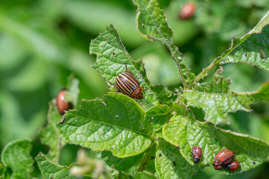 Colorado bugs eating potatoes.