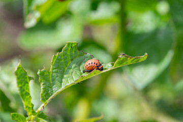 Colorado bugs eating potatoes.