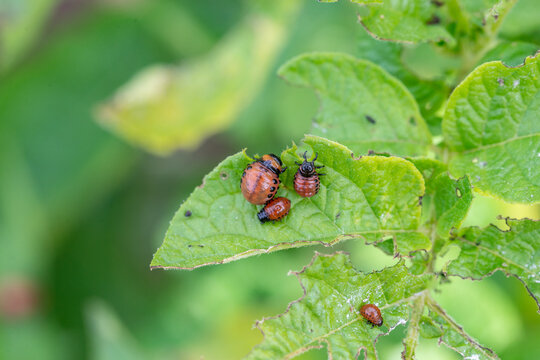 Colorado bugs eating potatoes.