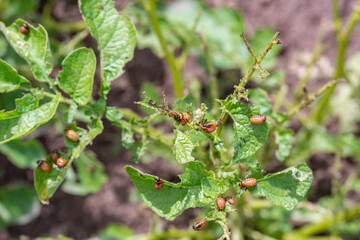 Colorado bugs eating potatoes.