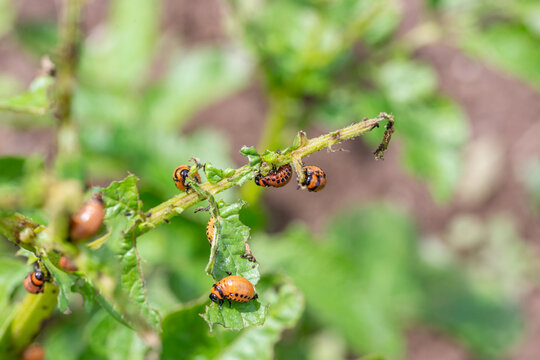 Colorado bugs eating potatoes.