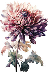 Chrysanthemums in watercolor technique - Generative AI photo
