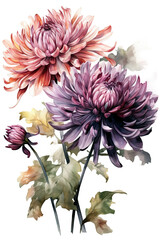 Chrysanthemums in watercolor technique - Generative AI photo