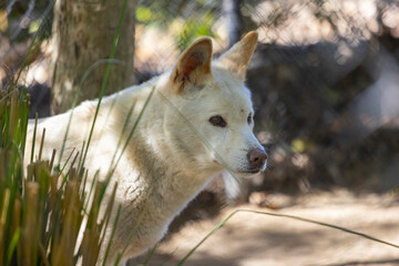 White Dingo wild dog held in captivity