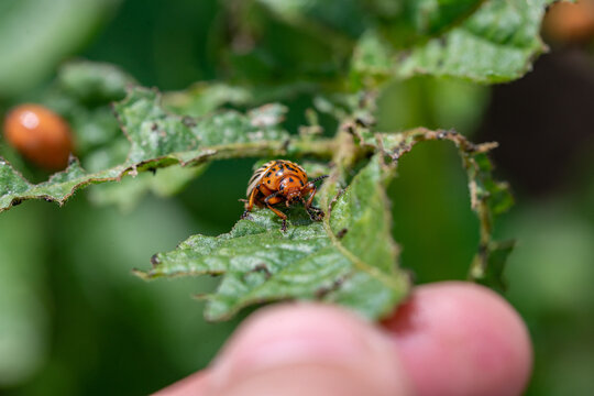 Colorado bugs eating potatoes.