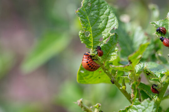 Colorado bugs eating potatoes.