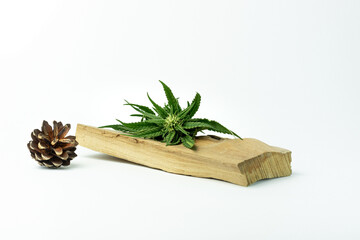 cannabis leaves on white background. hemp flower on a white background