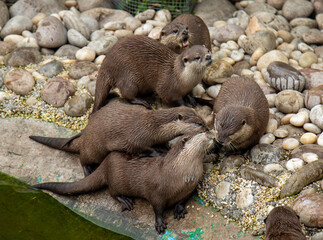 A family, or lodge, of asian short clawed otters laying on stones by the water