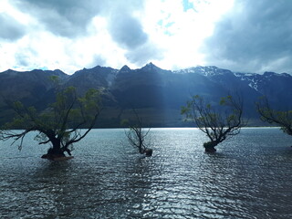 Dancing mystery trees in the waters of the Dart Rees valley, New Zealand
