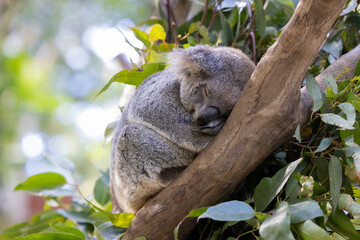 Close up view of a Koala asleep in a tree in it's natural habitat