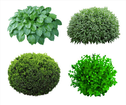 Set of plants and shrubs isolates