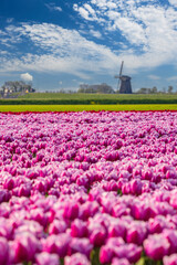 Field of tulips with Ondermolen windmill near Alkmaar, The Netherlands