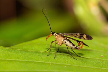 Male Neopanorpa scorpion fly from Thailand, Southeast Asia