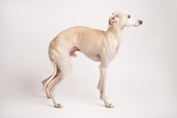 Obraz na płótnie Canvas Portrait of Italian Greyhound male dog posing isolated on white studio background