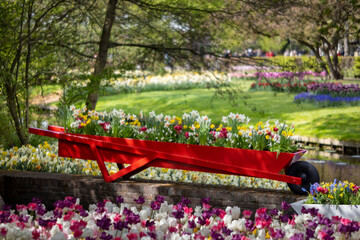 Keukenhof flower garden - largest tulip park in world, Lisse, Netherlands - obrazy, fototapety, plakaty