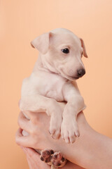 Portrait of cute Italian Greyhound puppy in human hands. Small sleepy beagle dog white beige color...