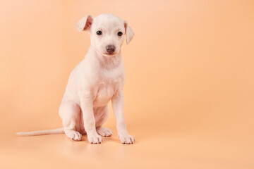 Portrait of cute Italian Greyhound puppy isolated on orange peachy studio background. Small beagle...