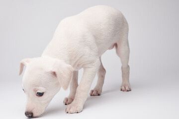Portrait of cute Italian Greyhound puppy isolated on white studio background. Small beagle dog...