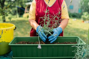 Gardening concept. Happy 60s female hands transplants lavender plant into plastic long pot outdoors. High quality photo