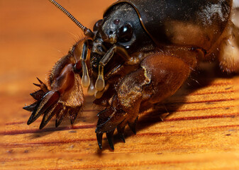 macro shot of a mole cricket on wooden plank