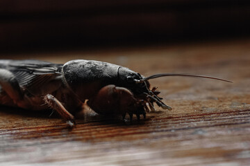 macro shot of a mole cricket on wooden plank