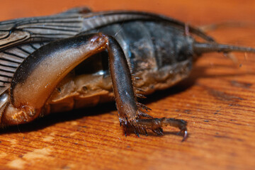 Fototapeta premium macro shot of a mole cricket on wooden plank