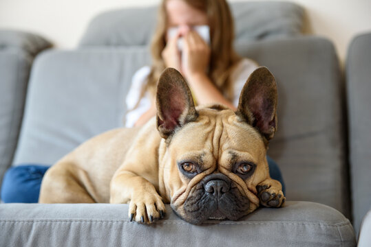 the dog lies on the couch against the background of a sneezing girl from an allergy to wool