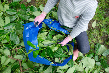 A girl in a grey sweater and pink gloves collects cut green branches and leaves in a bag..