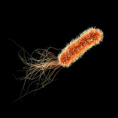 Pseudomonas aeruginosa bacteria, 3D illustration