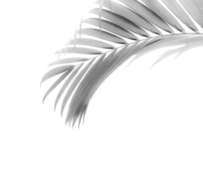 shadow palm leaf 