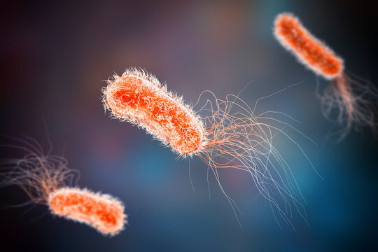 Pseudomonas aeruginosa bacteria, 3D illustration