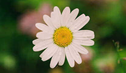 Fototapeta premium Camomile flower close-up, a plant used in medicine,